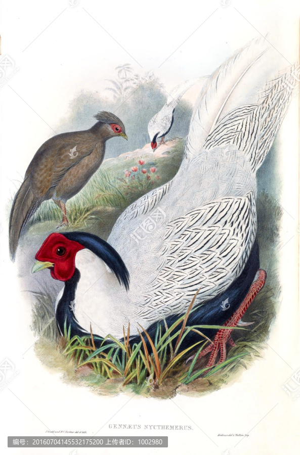 花鳥裝飾畫（合層）