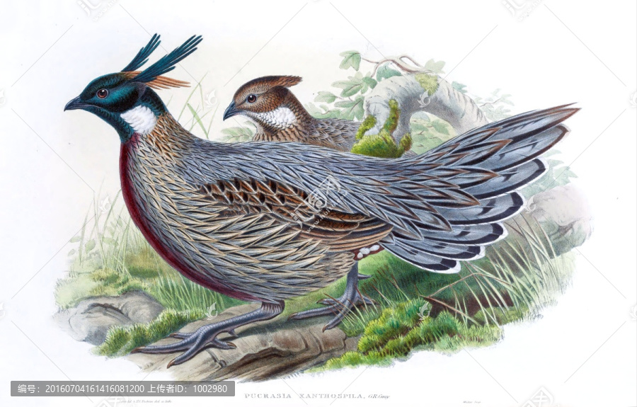 花鳥(niǎo)裝飾畫(huà)（合層）