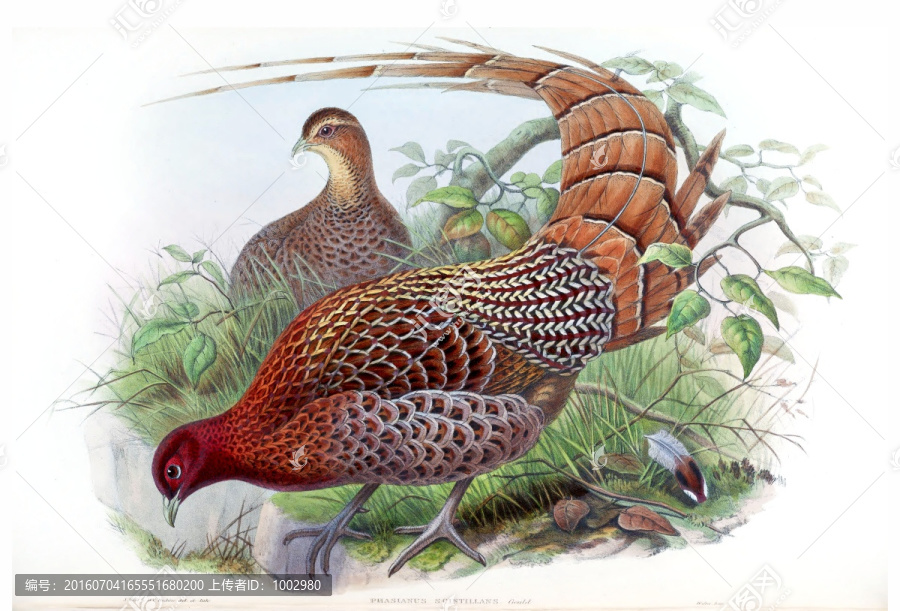 花鳥裝飾畫（合層）