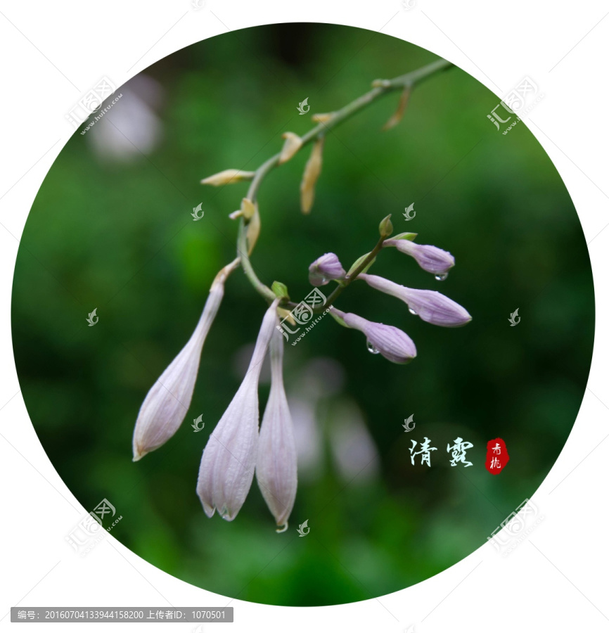 玉簪花