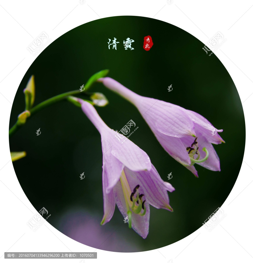 玉簪花