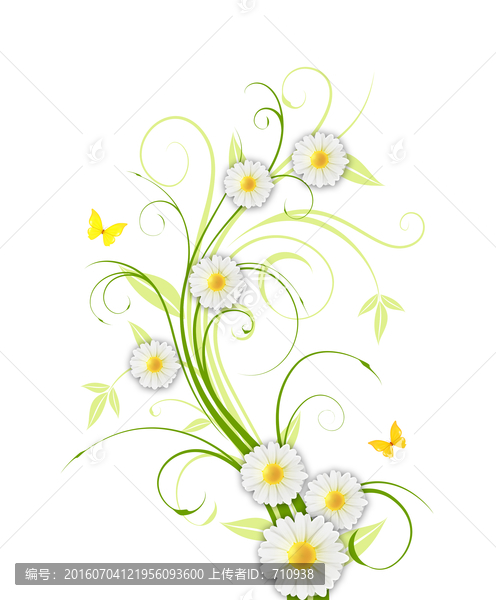 雛菊,花紋,花卉