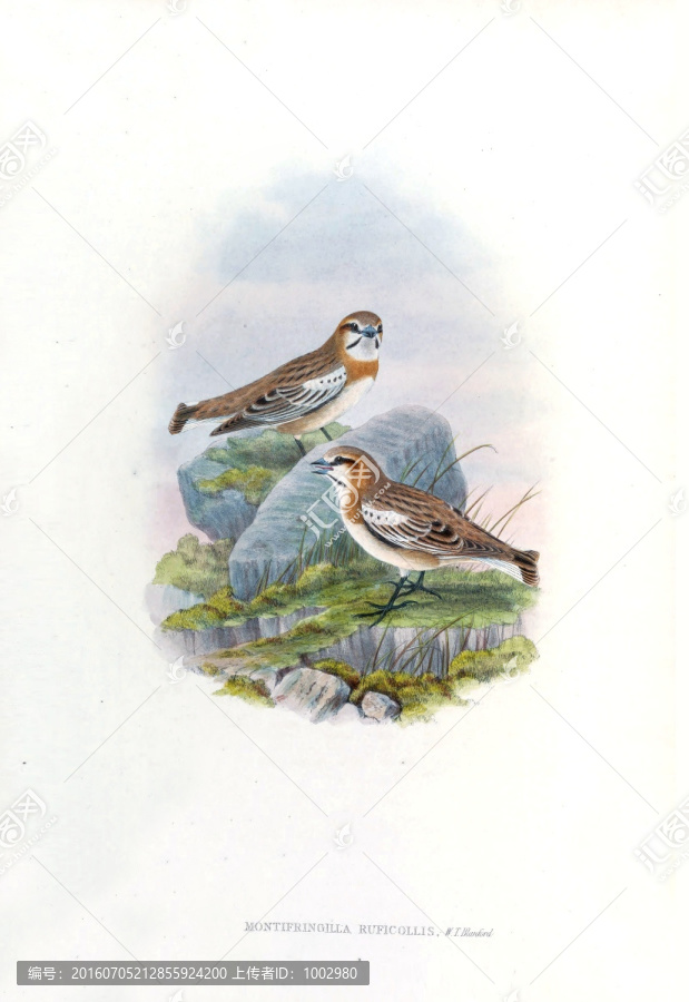 花鳥裝飾畫（合層）