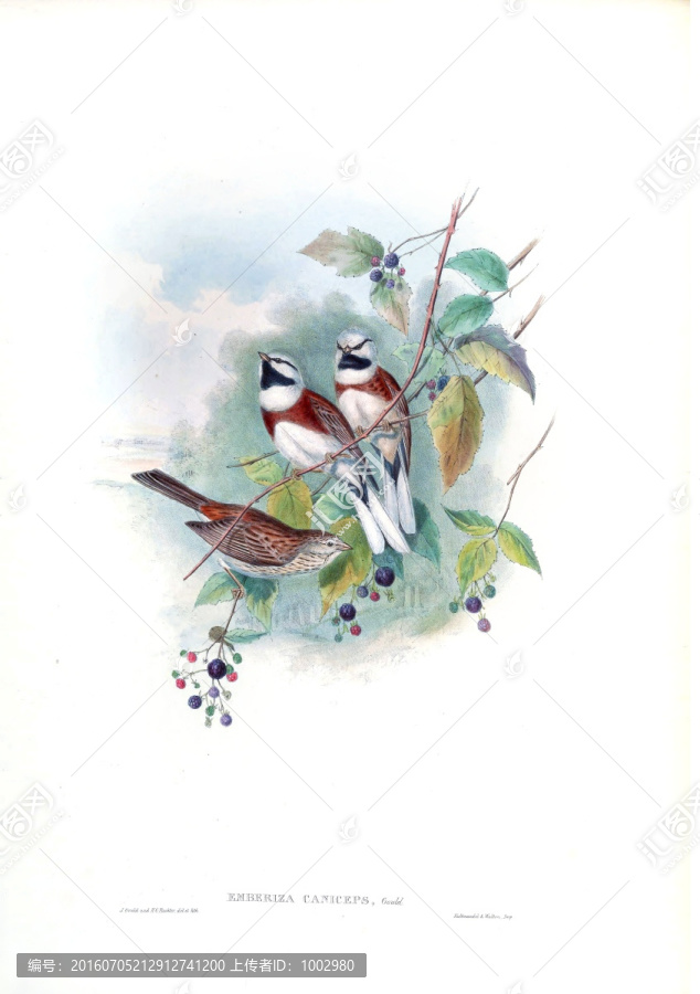 花鳥裝飾畫（合層）