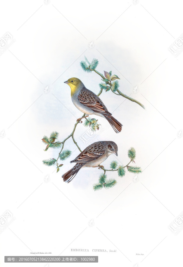 花鳥裝飾畫（合層）