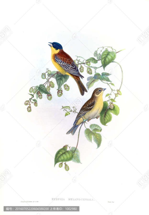 花鳥裝飾畫（合層）