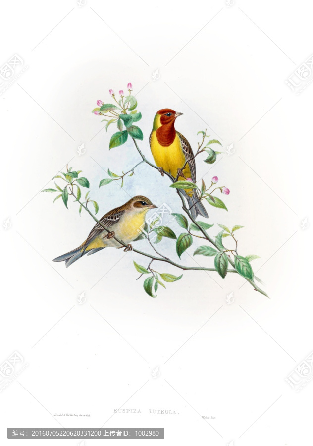 花鳥裝飾畫（合層）