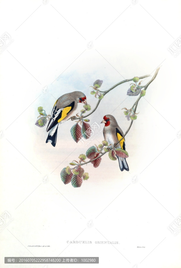 花鳥裝飾畫（合層）