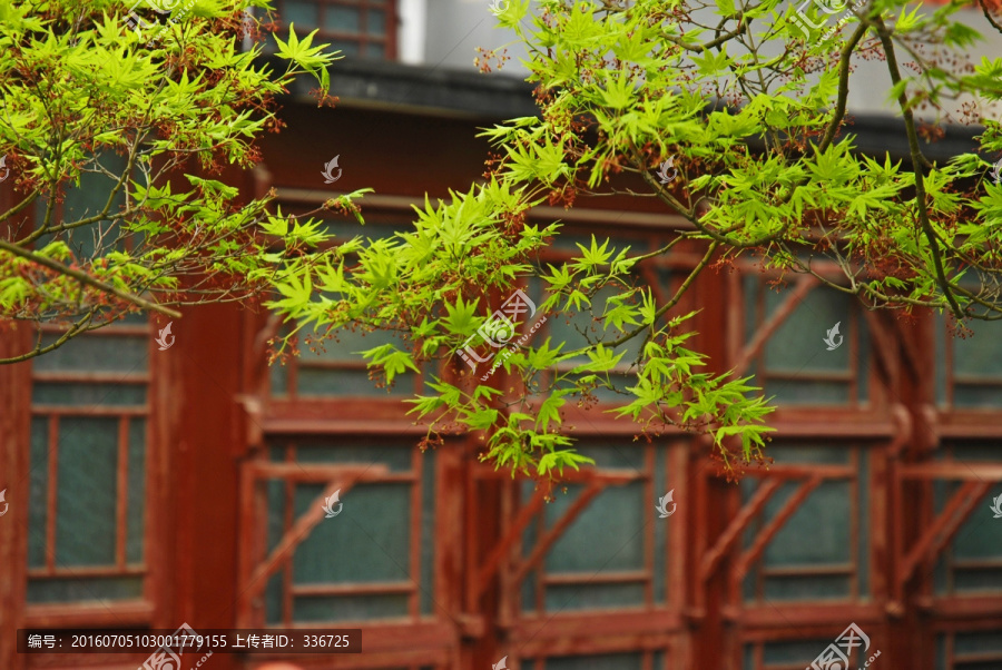 江南园林,绿树掩映中式门窗