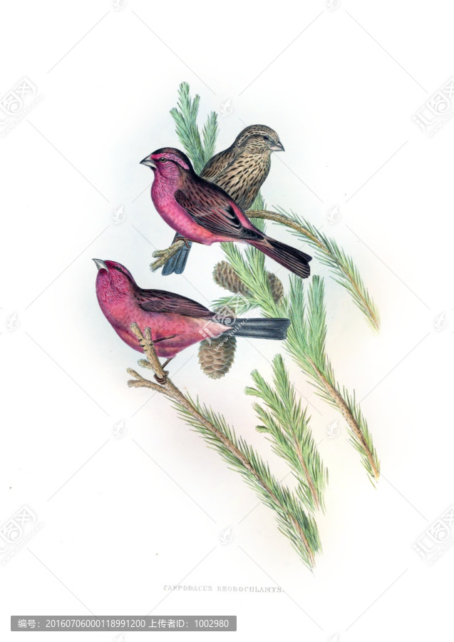 花鳥裝飾畫（合層）
