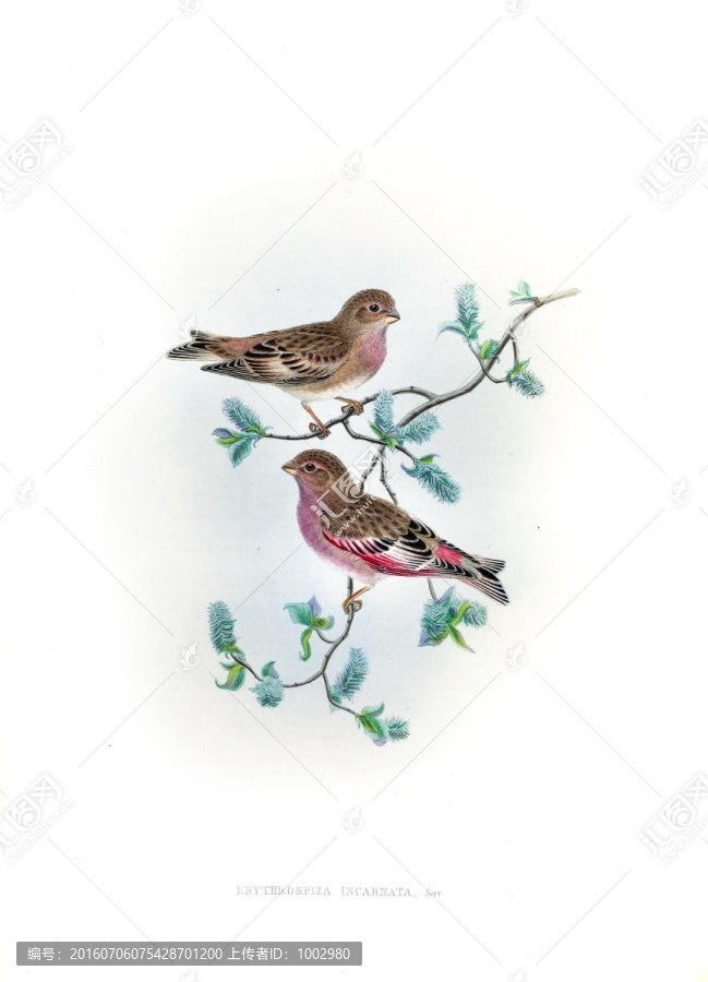 花鳥裝飾畫（合層）