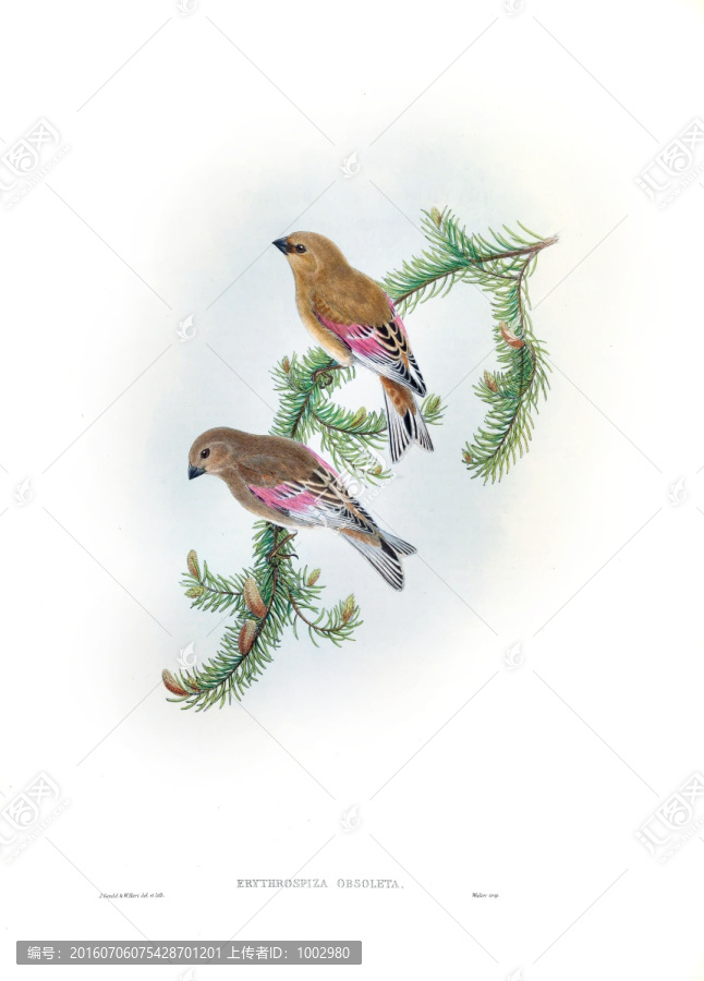 花鳥裝飾畫（合層）