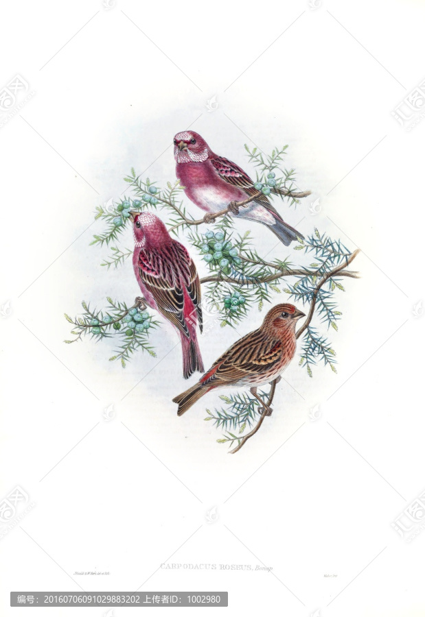 花鳥(niǎo)裝飾畫(huà)（合層）
