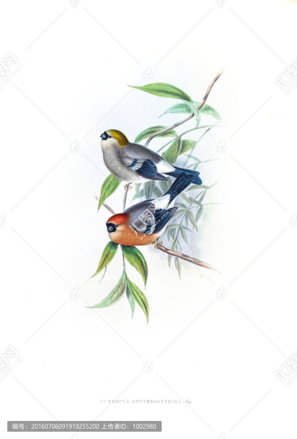 花鳥裝飾畫（合層）