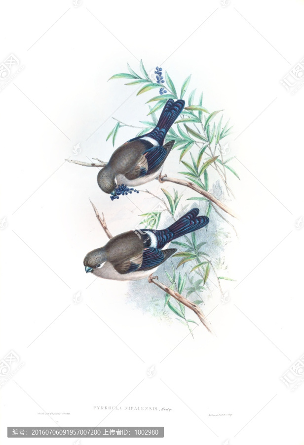 花鳥裝飾畫（合層）