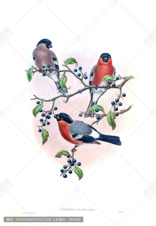 花鳥裝飾畫（合層）
