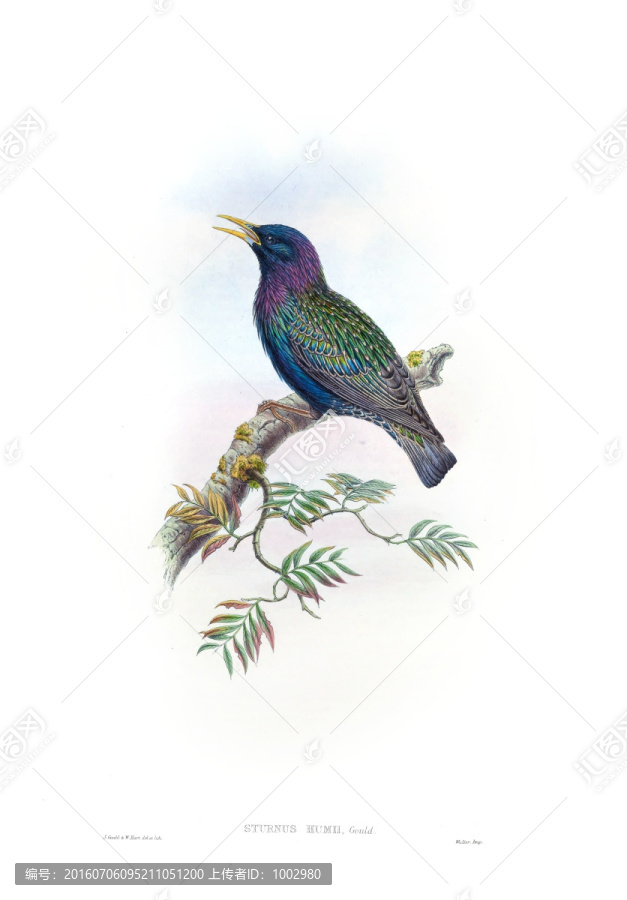 花鳥(niǎo)裝飾畫(huà)（合層）