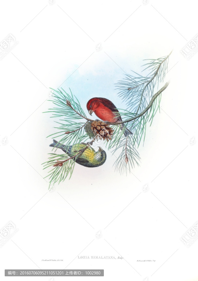 花鳥裝飾畫（合層）