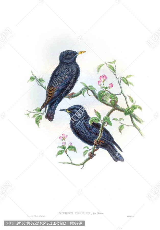 花鳥裝飾畫（合層）