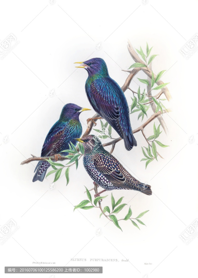 花鳥裝飾畫（合層）