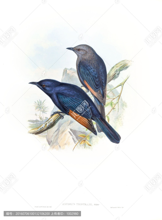花鳥裝飾畫（合層）