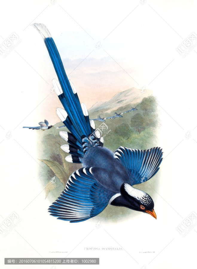 花鳥裝飾畫（合層）