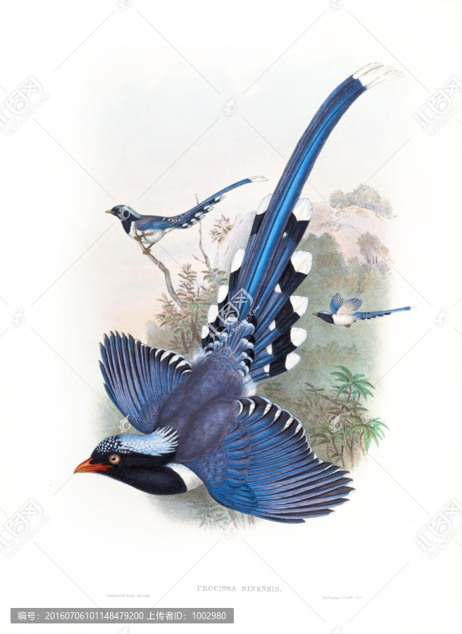 花鳥裝飾畫（合層）