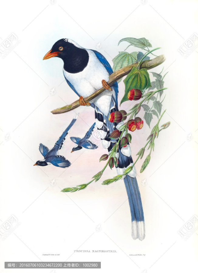 花鳥裝飾畫（合層）