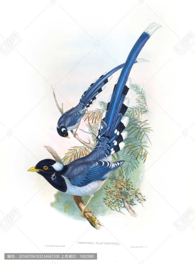 花鳥裝飾畫（合層）