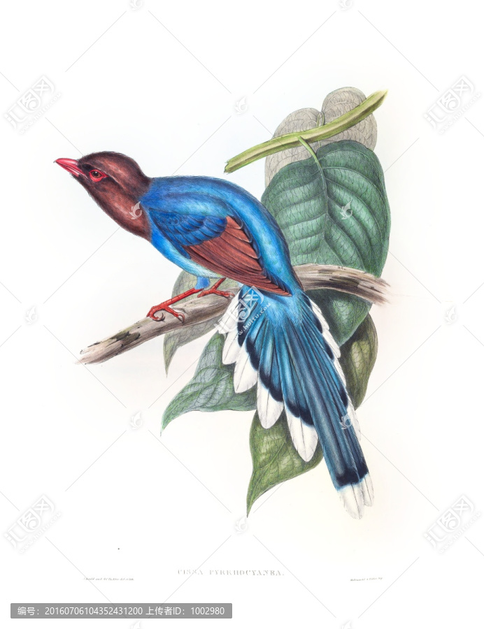 花鳥(niǎo)裝飾畫（合層）