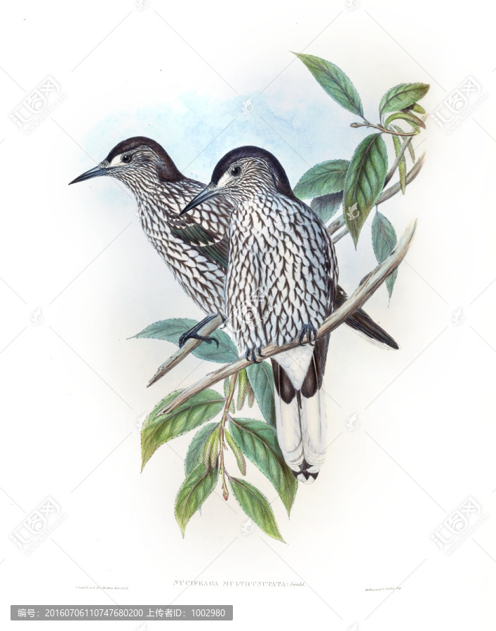 花鳥裝飾畫（合層）