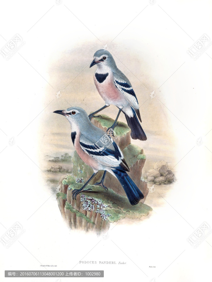花鳥裝飾畫（合層）