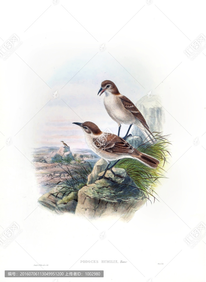 花鳥(niǎo)裝飾畫(huà)（合層）