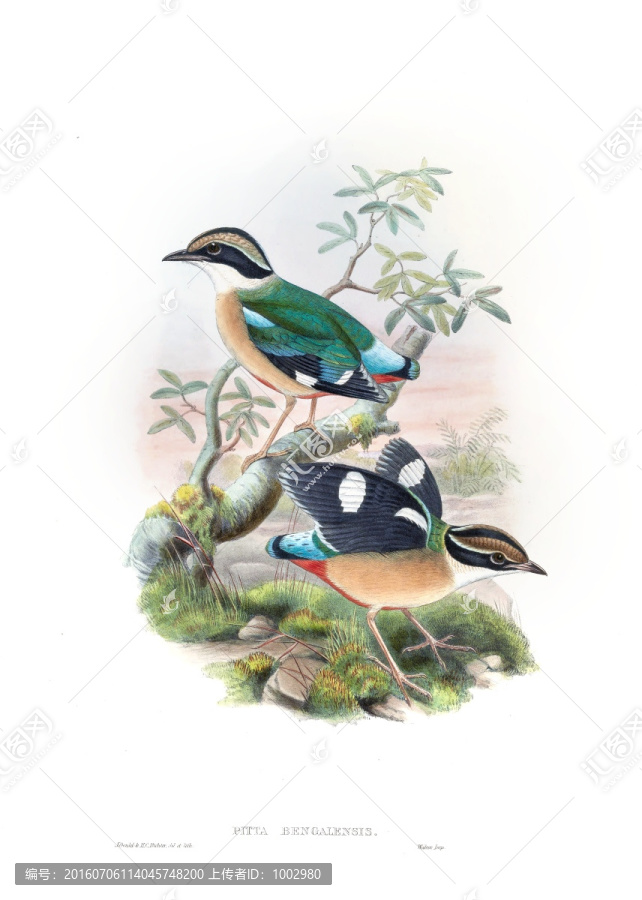花鳥(niǎo)裝飾畫(huà)（合層）