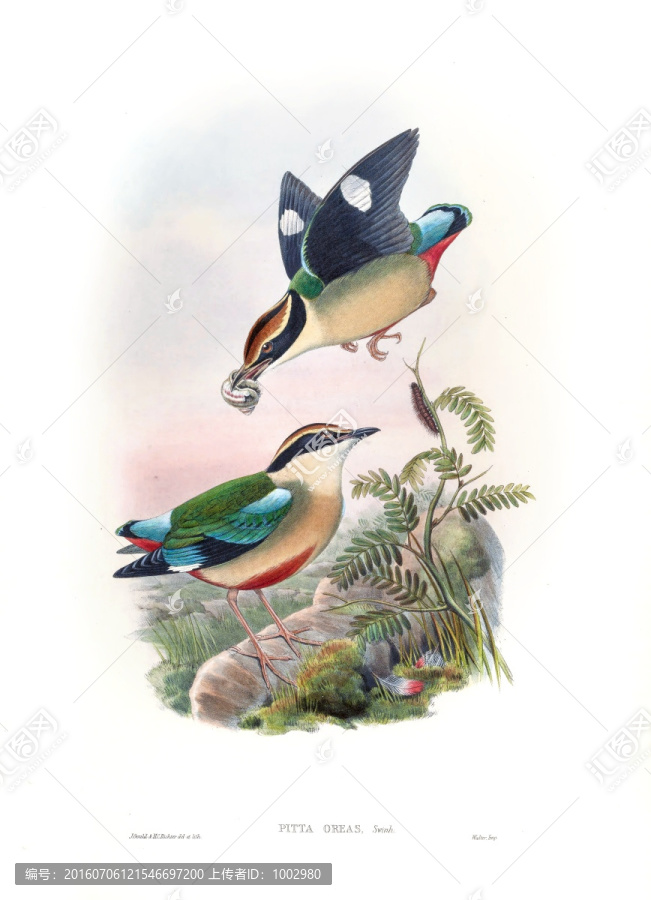 花鳥裝飾畫（合層）