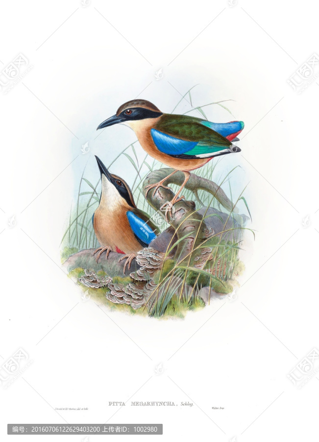 花鳥裝飾畫（合層）