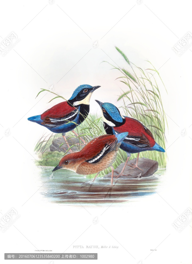花鳥裝飾畫（合層）