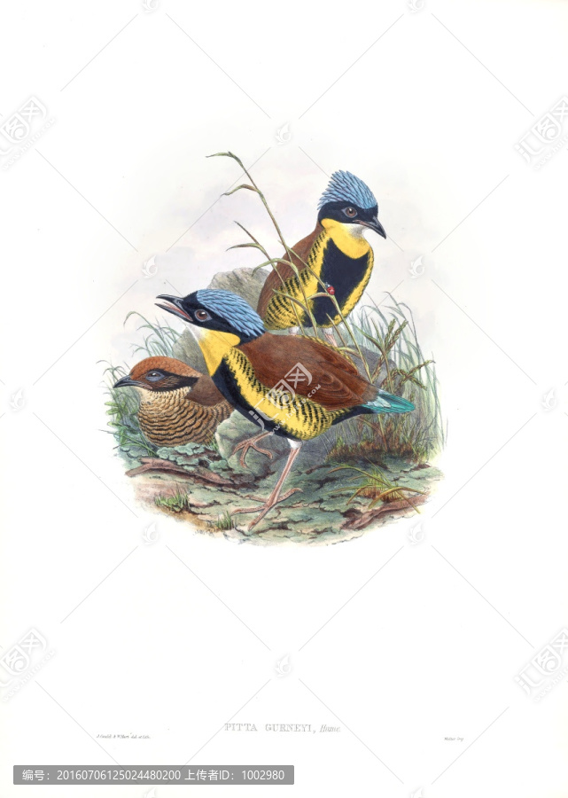 花鳥裝飾畫（合層）