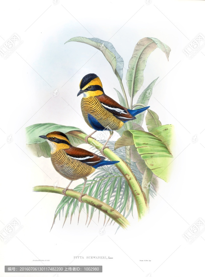 花鳥(niǎo)裝飾畫(huà)（合層）