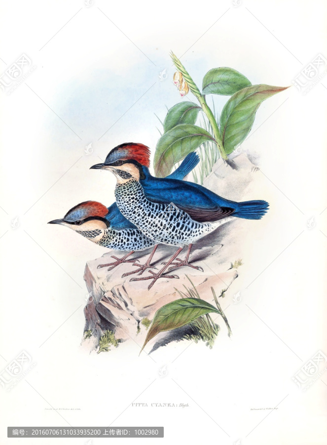 花鳥裝飾畫（合層）