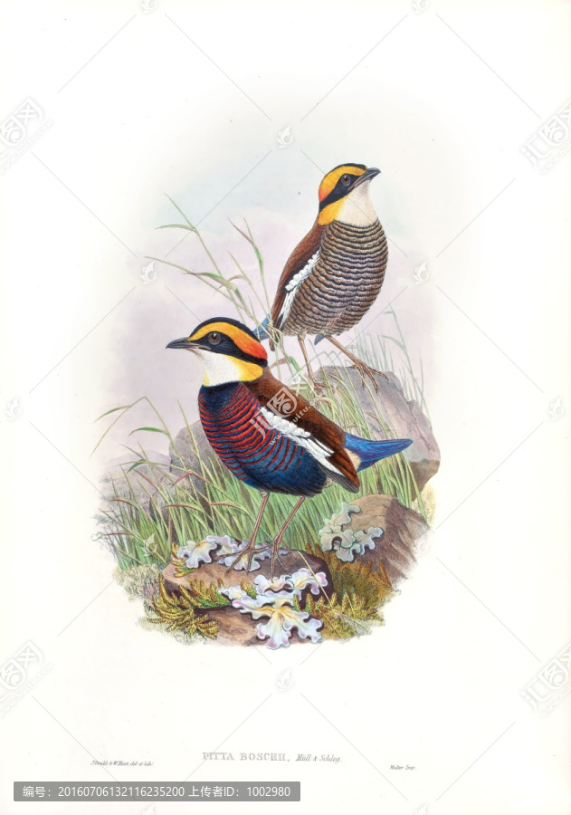 花鳥裝飾畫（合層）
