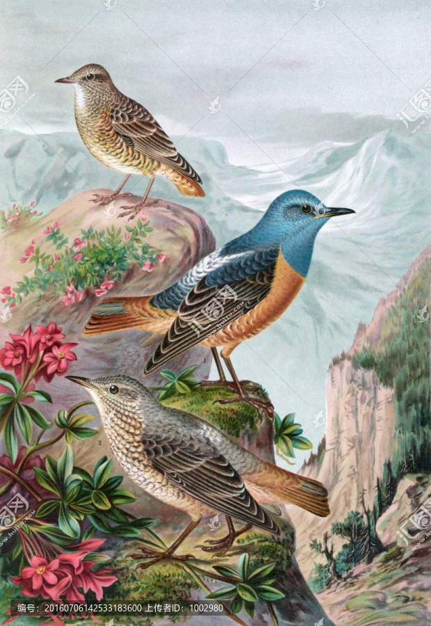 花鳥(niǎo)裝飾畫(huà)（合層）