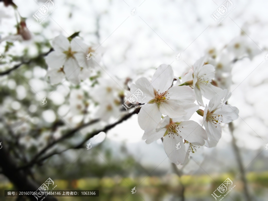 东京樱花