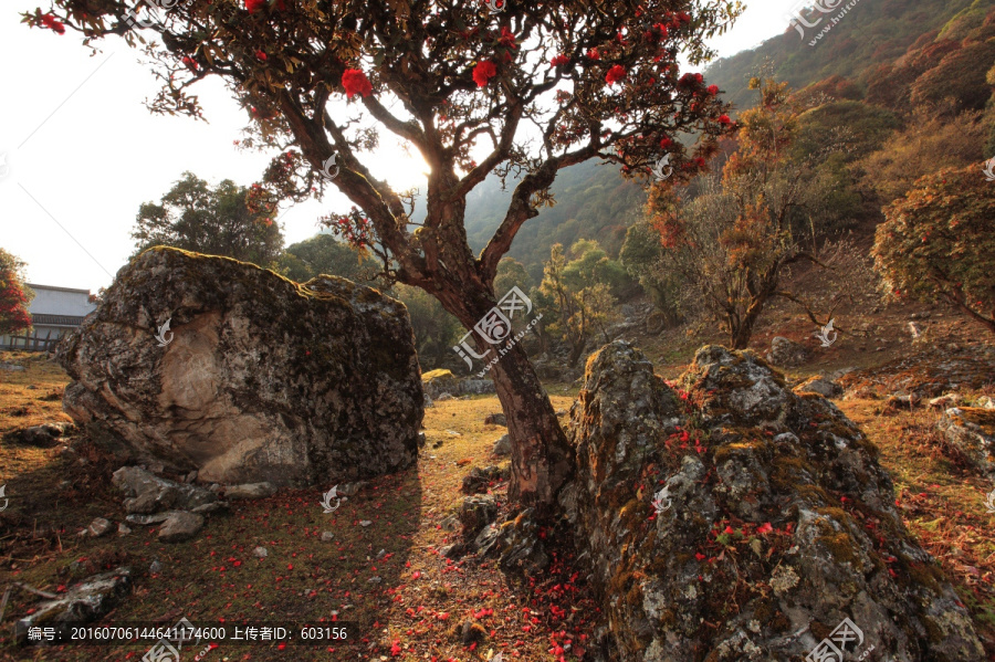 永德大雪山,杜鹃花