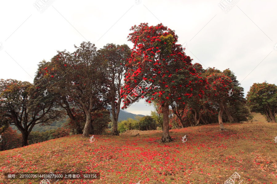 永德大雪山,杜鹃花