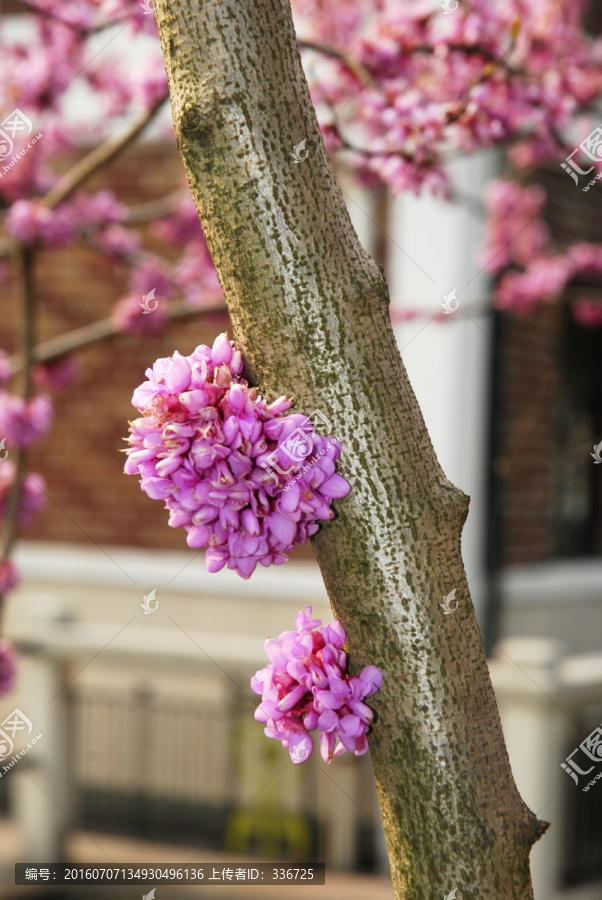 紫荆花,树干花卉特写