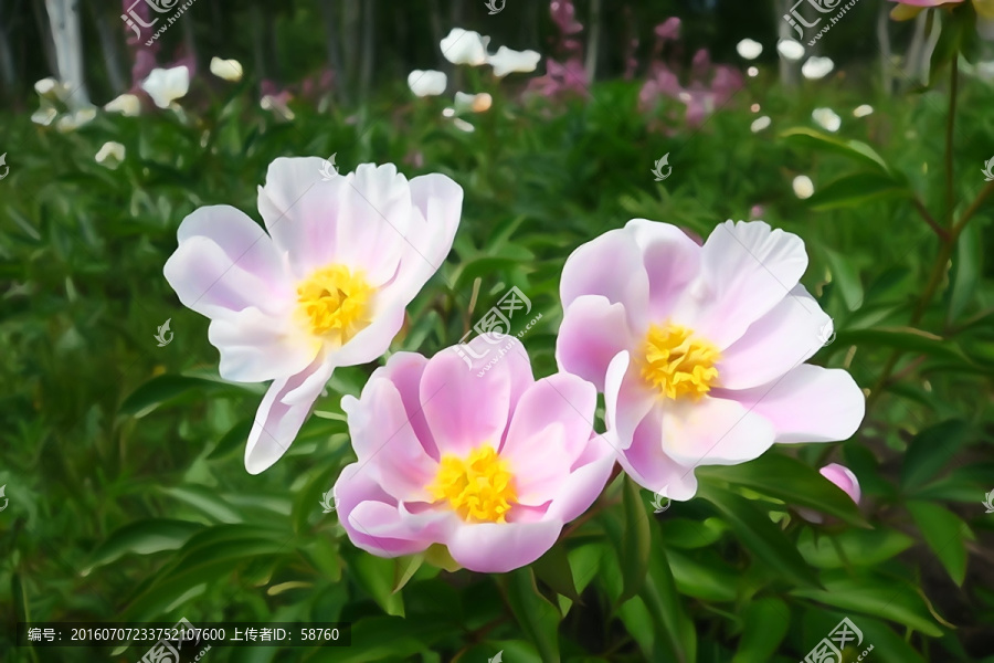 電腦畫,芍藥花