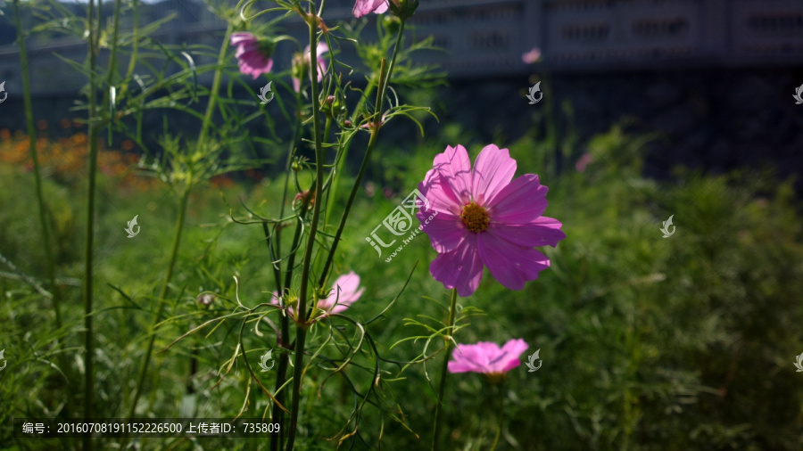 阳光下的红花