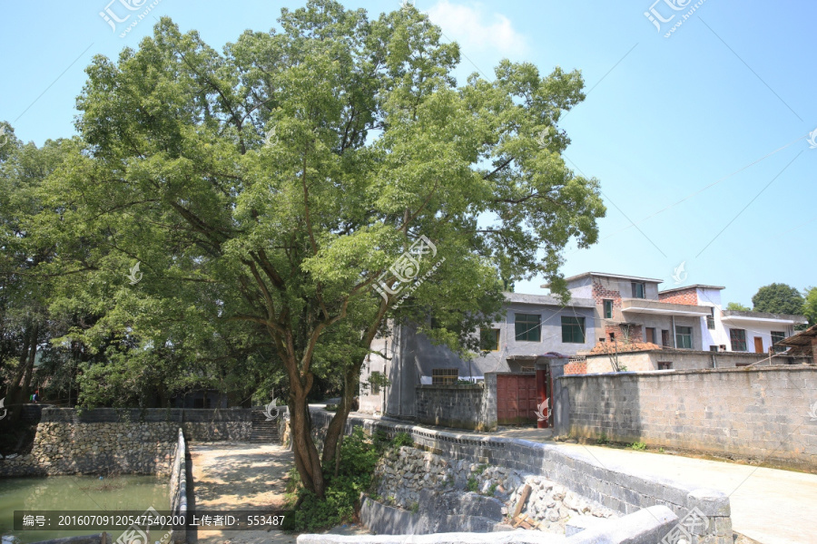 树林,风景,旅游,风光,新村