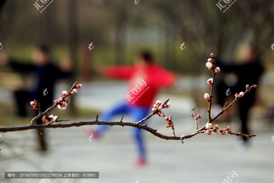 杏花花枝背景